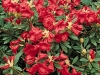 Rhododendron Elisabeth